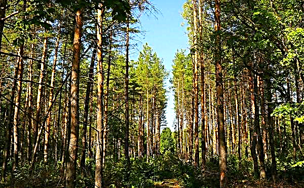 Pinus kapal atau tiang: keterangan di mana ia tumbuh dan apa yang digunakan untuk mereka, ketinggian berapa yang mereka capai, mengapa ia dipanggil, foto