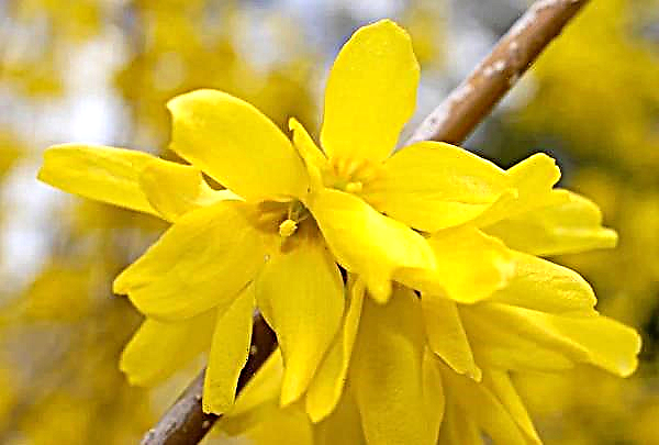 Forsythia Early Bloom in Münsterland