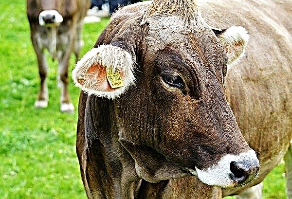 على مدار العام ، انخفض عدد الماشية في أوكرانيا بنسبة 4 بالمائة