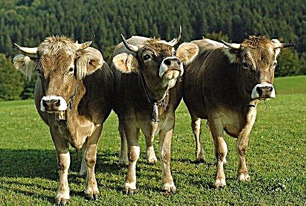 Rivnės regione atidarė šeimos pieno ūkį
