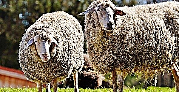 Stavropol breeders showed the world unique sheep