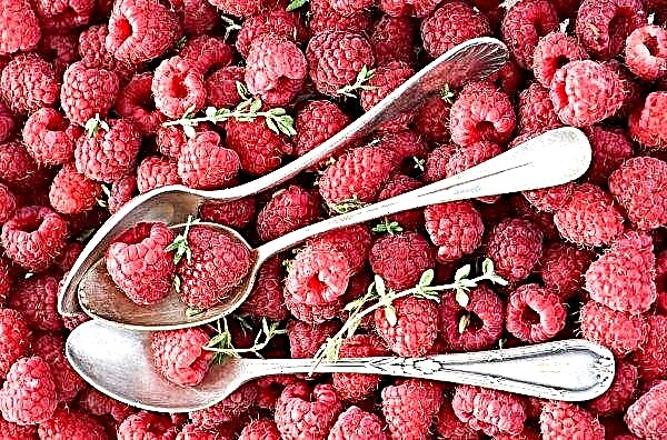 Ukrainian producers are disappointed with low purchase prices for raspberries for freezing