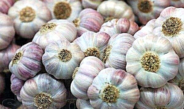More and more garlic grown in Ukraine