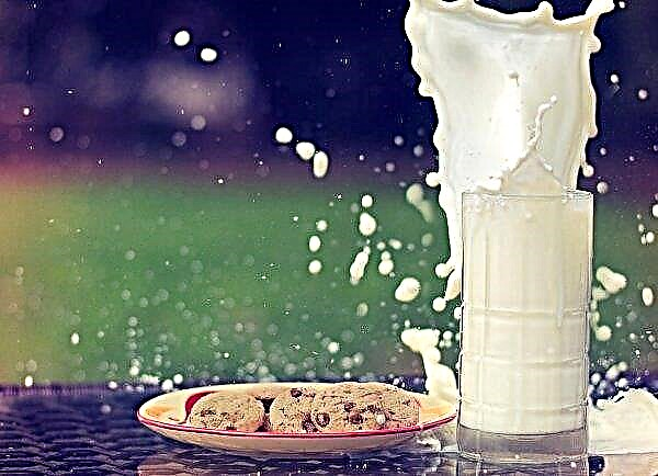Di Ireland, kilang susu membimbangkan penggantian susu