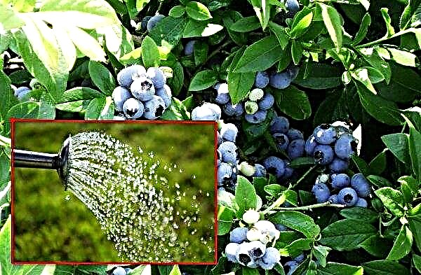 How and why to acidify the soil for blueberries, the proportions of the solution for irrigation with citric acid