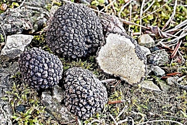 Where do truffles grow in Ukraine?