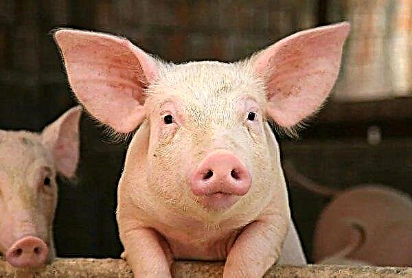 Kerjasama Inggris-Cina di bidang pengembangan babi tahan penyakit
