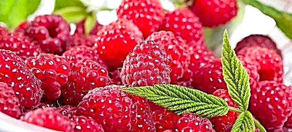 Ukrainian raspberry producers will switch from quantity to quality