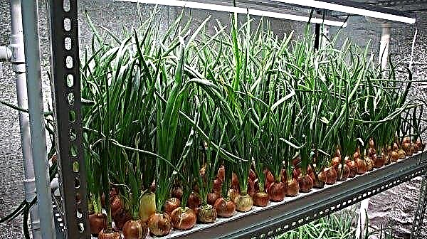 Cultivo de cebollas verdes en el sótano: preparación de cebollas y estanterías, reglas de plantación y características de cuidado