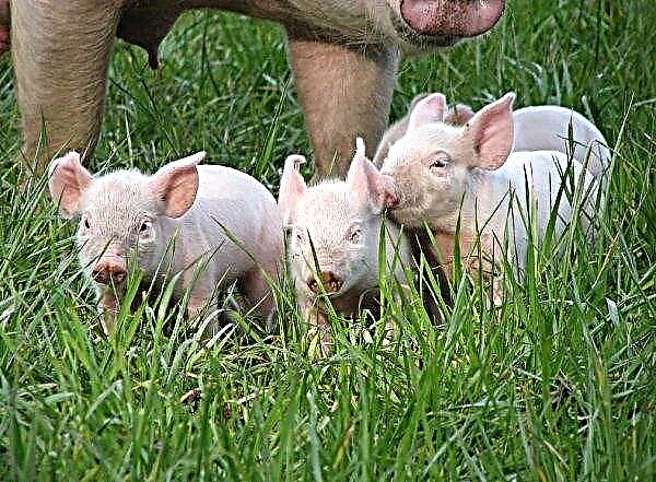 Los criadores de cerdos Kursk están listos para saludar a diez mil lechones