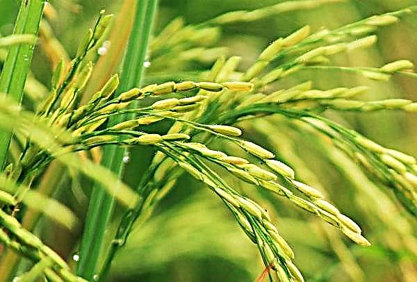 Doença das folhas de arroz