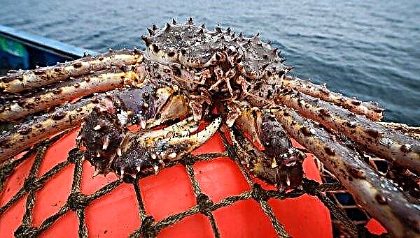Nelayan Rusia akan diizinkan untuk menangkap kepiting Opilio