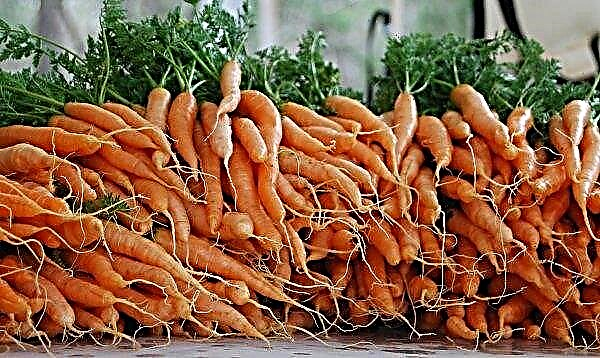Love-carrots: demand for root crops is growing in Russia