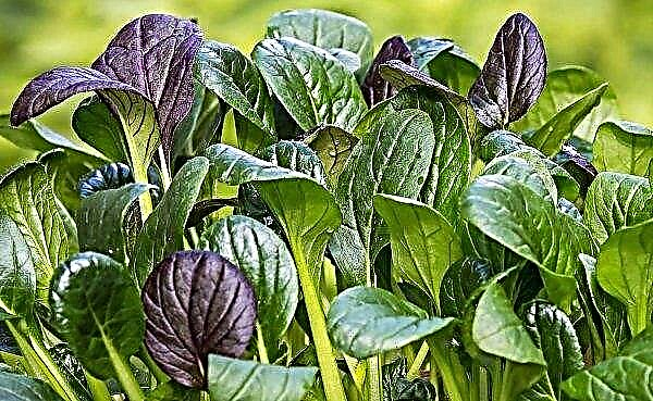 Turkish farmers will be trained in spinach