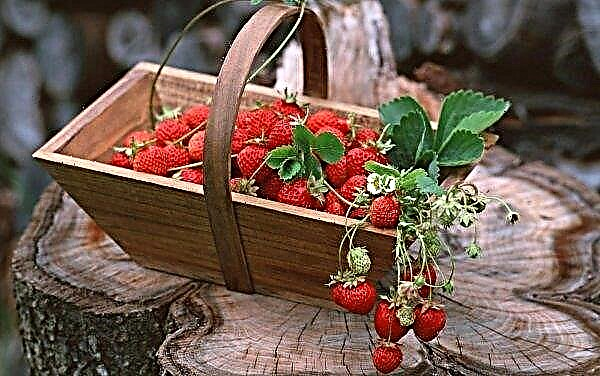 Ukrainische Verarbeiter kompensieren den Mangel an lokalen Erdbeeren mit einem importierten Produkt