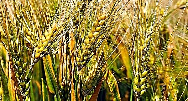 Orang Siberia membiakkan gandum lembut dengan sifat keras