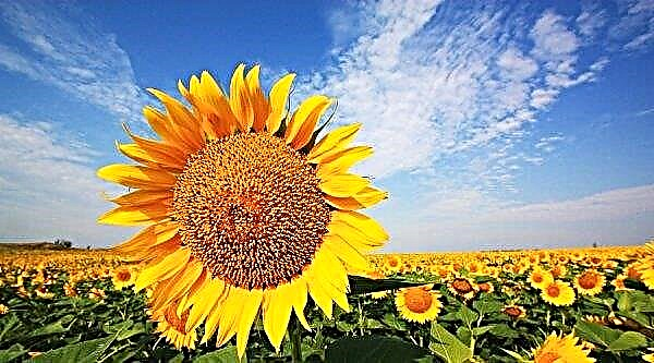 Die weltweite Sonnenblumenproduktion zählte keine Million