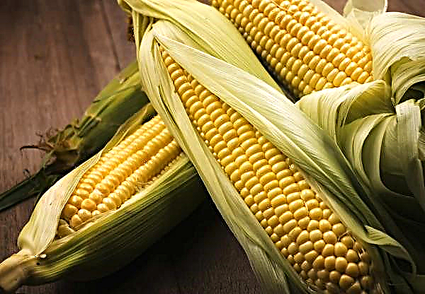 Corn fields of Zhytomyr region are attacked by impunity pest