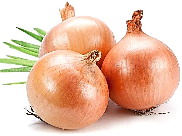Farmers of Western Ukraine master the cultivation of onions