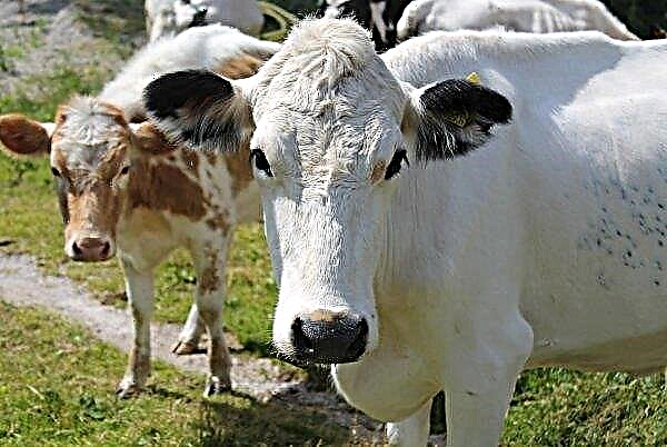 Le Brésil signale un cas de maladie de la vache folle