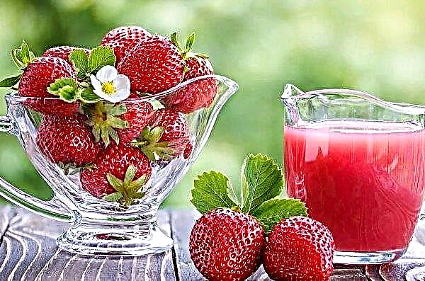 En Ukraine, une forte baisse des prix des fraises est prévue