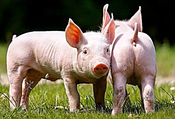 페루에서 3 백만 마리 이상의 돼지 예방 접종