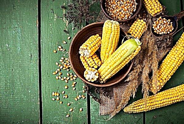 Landbouwers in Krasnodar zullen Wit-Russen overspoelen met maïs en triticale