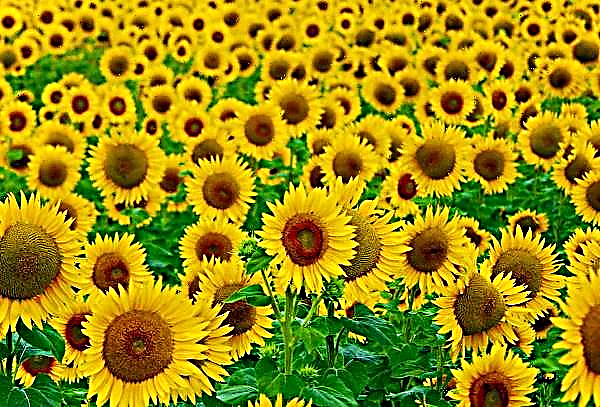 In Bashkiria intend to collect an unprecedented sunflower crop