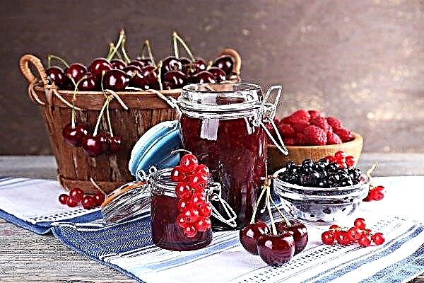 In Bialowieza Forest there will be a Jam Festival and “berry” quaestas