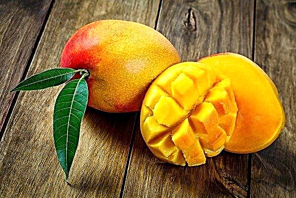 En España, se está desarrollando una variedad de mango sin semillas.