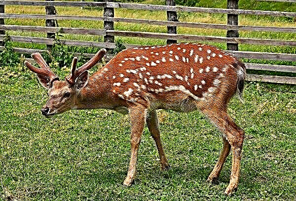 The only sika deer farm in Ukraine is located in Transcarpathia