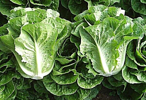 “Robot neat” enters British fields with lettuce