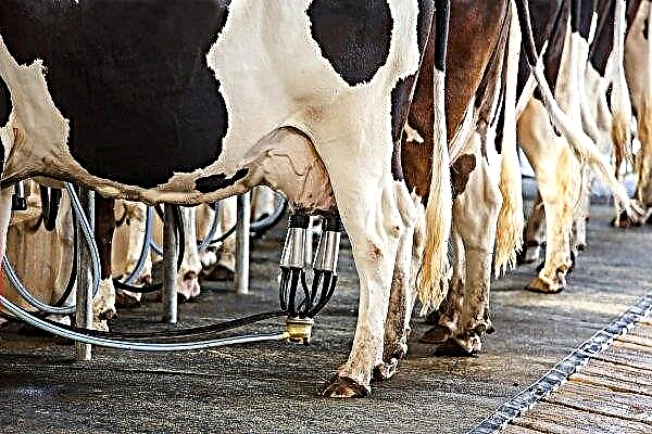 Les producteurs laitiers russes comptent sur l'épargne des subventions d'investisseurs généreux