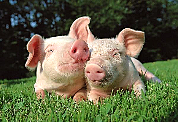 إنتاج الخنازير يؤكد الثقة في فول الصويا الأمريكي