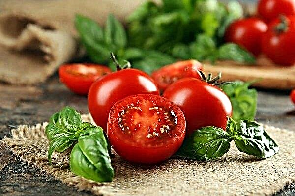 Tomaten wurden auf den ukrainischen Märkten immer billiger