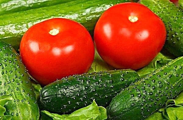 Greenhouse vegetables in Ukrainian markets will become cheaper