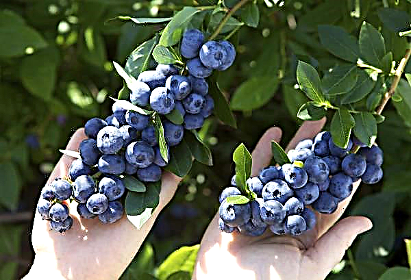 In the Carpathian region they want to create an agrohub for growing blueberries