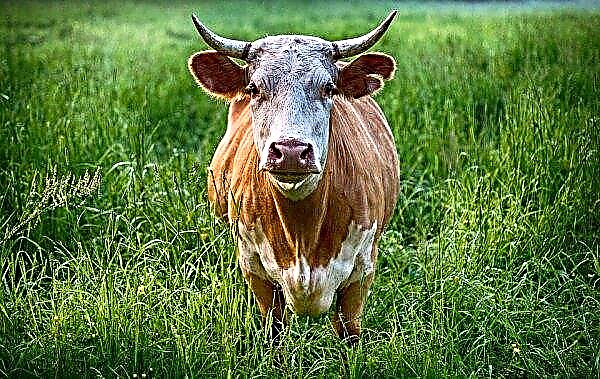 حظرت أوكرانيا استيراد لحوم البقر من بولندا