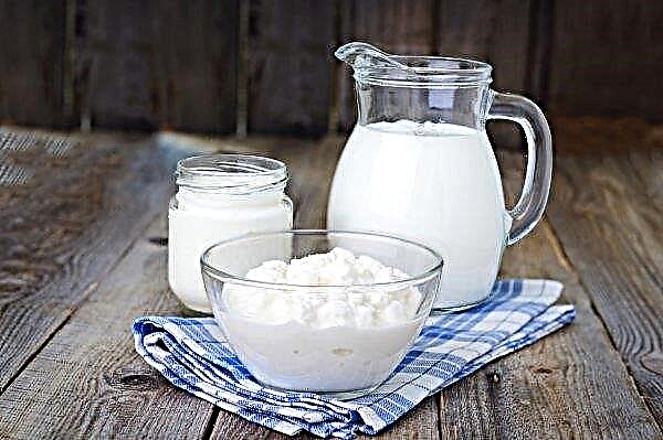Les invités de la fête d'Oulianovsk ont ​​avalé 500 litres de lait, 50 litres de yaourt et 25 kilogrammes de crème sure