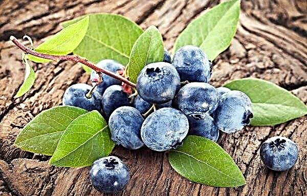 Two blueberry plantations nearly burned out due to dry grass arsonists in Ukraine