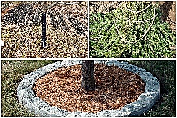 Pomul Bratchud - descrierea soiului, plantarea și îngrijirea, recenzii cu fotografii