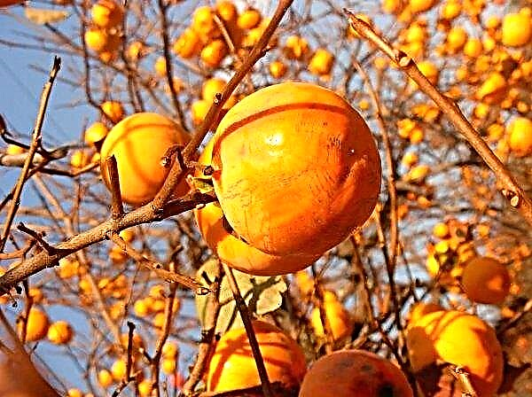 40 varieties of persimmons are grown by a farmer from the Ternopil region