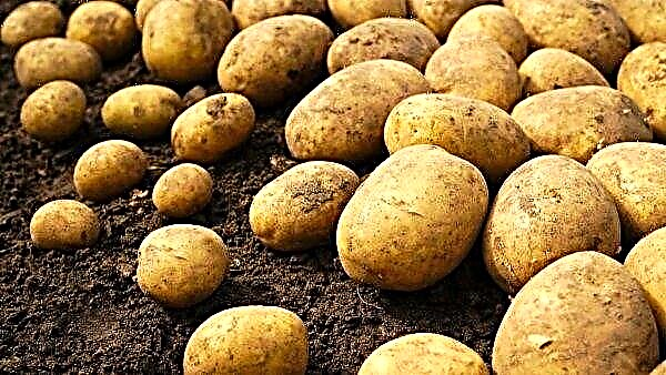 The Russian State Register will be enriched with 30 new varieties of potatoes