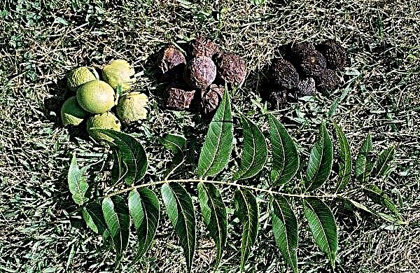 Kiev nut growers practice an original way of growing products