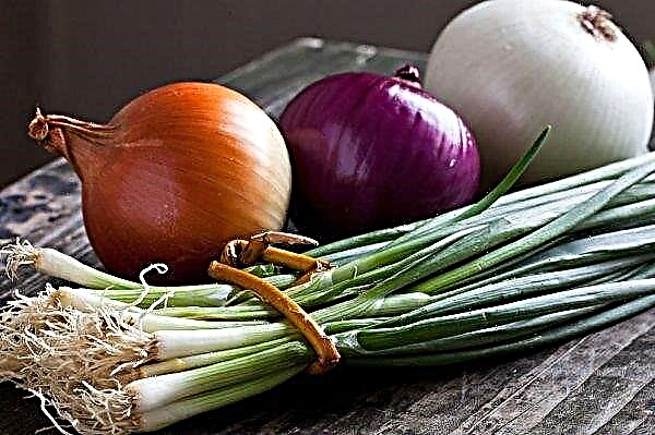 Is it possible to eat onions for diabetes: the benefits and harms, which is better