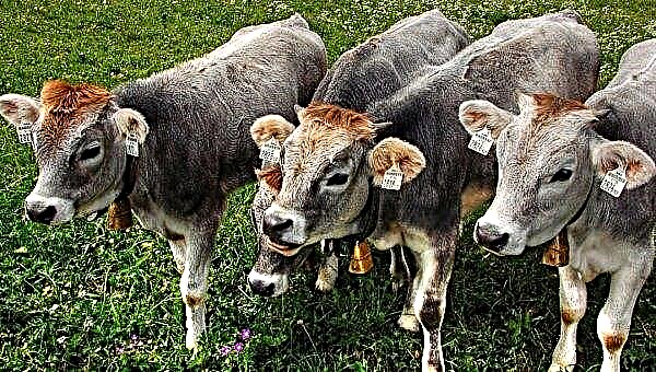 Amur cattle breeders continue experiments with the sex of future calves