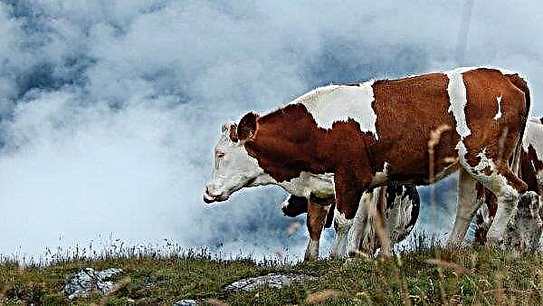 Las vacas transgénicas pueden salvar a Canadá