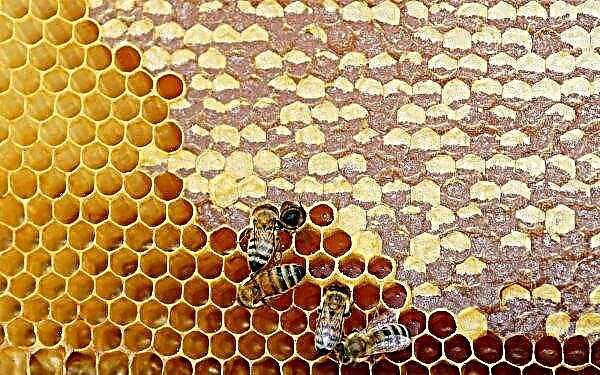 ลมพิษ "ฉลาด" จะปรากฏบน apiaries ของรัสเซีย