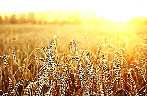 Les champs fertiles avec une récolte de céréales généreuse ne plaisent pas aux agriculteurs russes
