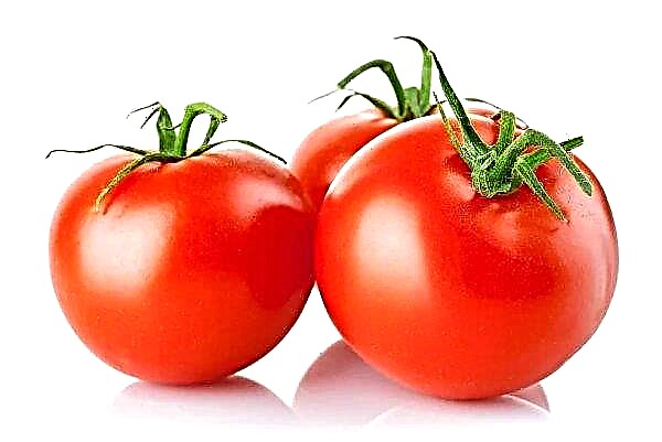 Venäjän markkinoiden kasvihuone tomaatit eivät lisää hintoja